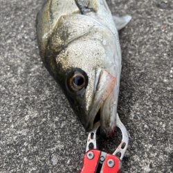 デカアジ釣れました