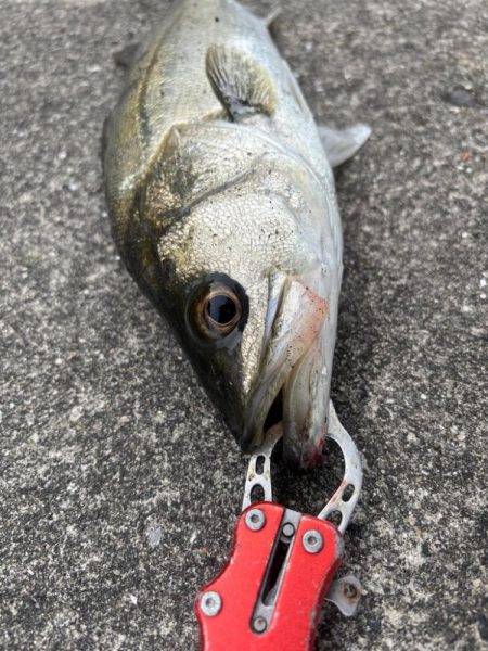 デカアジ釣れました