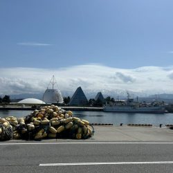 魚津港フカセ 過去イチサイズ揃う