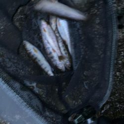 仕事終わりに山桜を求めて