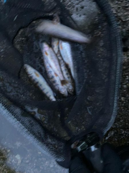 仕事終わりに山桜を求めて