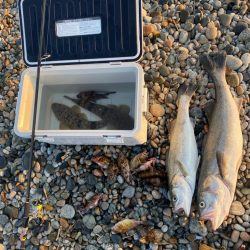 ランカーシーバスをゲット