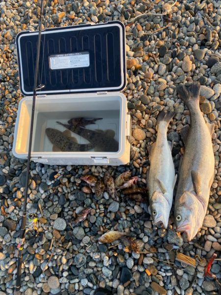 ランカーシーバスをゲット