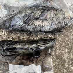 春開幕 絶好エギング