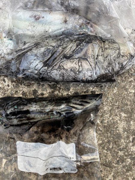 春開幕 絶好エギング