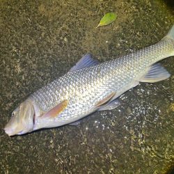 ヤマメandニゴイ