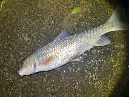 ヤマメandニゴイ