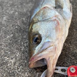 エビ撒きでハネとアジ好調です