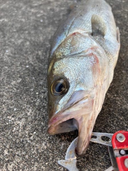 エビ撒きでハネとアジ好調です