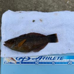 花見カレイ狙い🌸