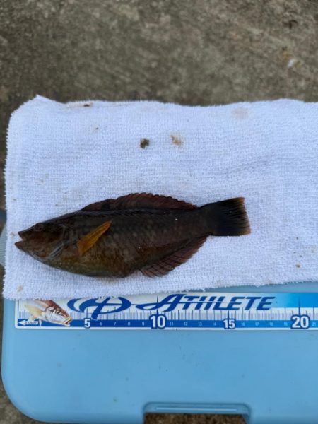 花見カレイ狙い🌸