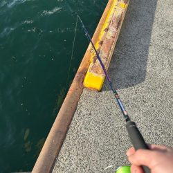 乗っ込みチヌ祭り!