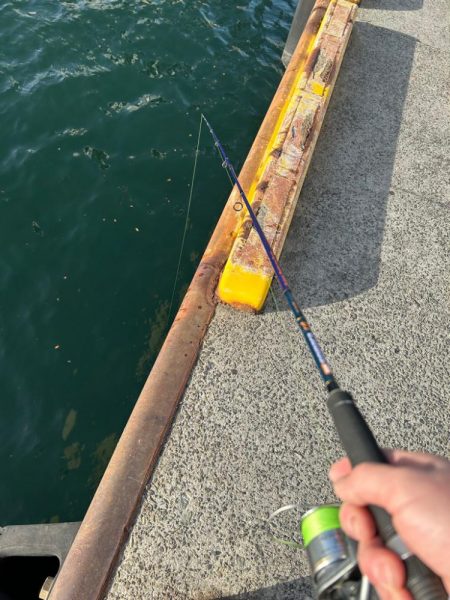 乗っ込みチヌ祭り!