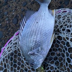 雨上がりチニング!