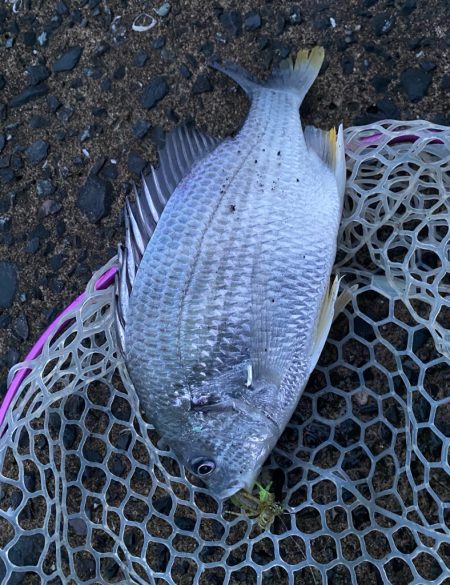 雨上がりチニング!