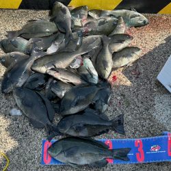 魚津港フカセグレ