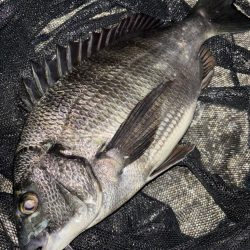 ヘチってきました