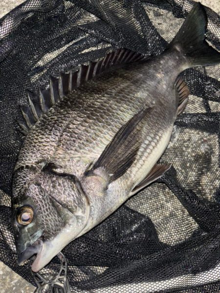 ヘチってきました