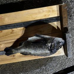 バチ抜け調査便 in 岸和田一文字