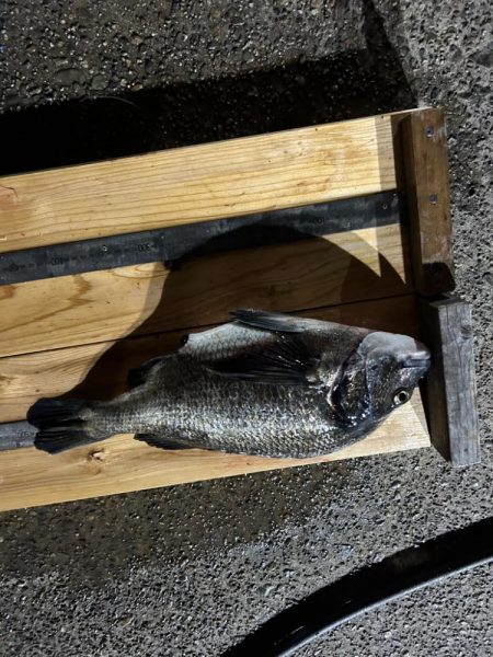 バチ抜け調査便 in 岸和田一文字