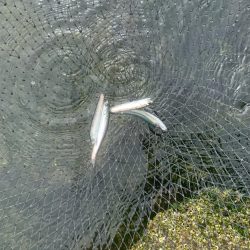 雨の早朝シーバス