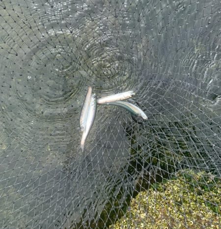 雨の早朝シーバス