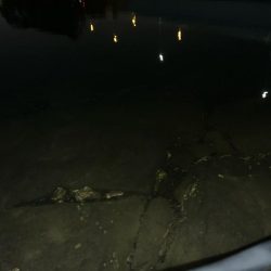 ハクに着いたチヌ！