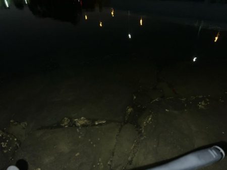 ハクに着いたチヌ！