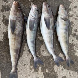 ホッケッケのケー終盤か？