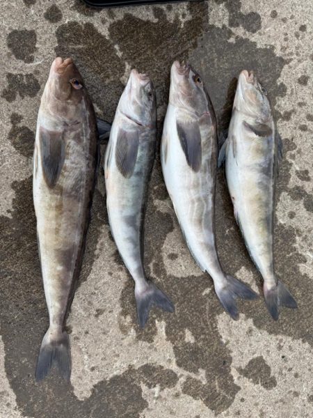 ホッケッケのケー終盤か？