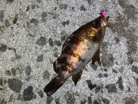 姫路メバリング｜渋いなりにアタリは多かった