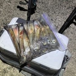 ヤリイカのウキ釣り｜大きな群れが入り遂に大爆釣！