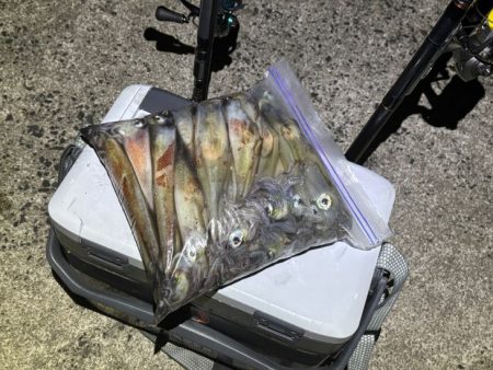 ヤリイカのウキ釣り｜大きな群れが入り遂に大爆釣！