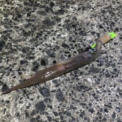 ヤリイカのウキ釣り｜大きな群れが入り遂に大爆釣！