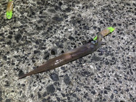 ヤリイカのウキ釣り｜大きな群れが入り遂に大爆釣！