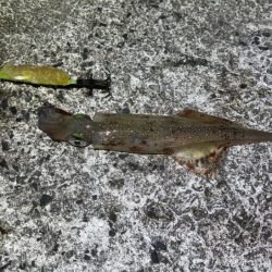 ヤリイカの群れ入り待ちが長い！