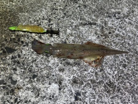 ヤリイカの群れ入り待ちが長い！