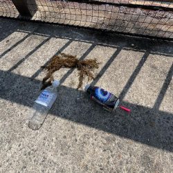 清掃活動：アジュール解禁！外道発進