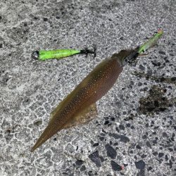 ヤリイカのウキ釣り｜大きな群れが入り遂に大爆釣！