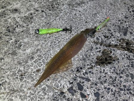 ヤリイカのウキ釣り｜大きな群れが入り遂に大爆釣！