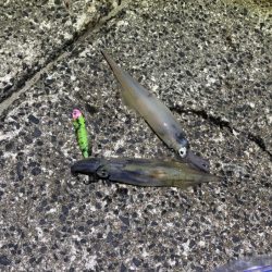 ヤリイカのウキ釣り｜大きな群れが入り遂に大爆釣！