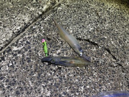 ヤリイカのウキ釣り｜大きな群れが入り遂に大爆釣！