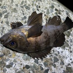 姫路メバリング｜短い時合いに好反応！