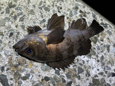 姫路メバリング｜短い時合いに好反応！