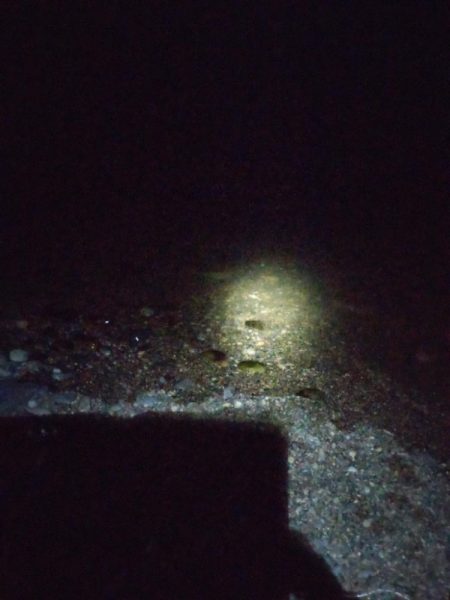 カサゴ、メバル