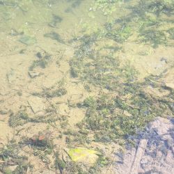 春のたなご釣り