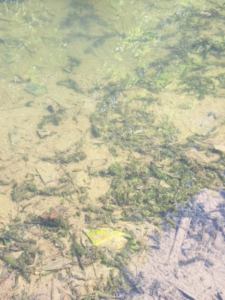 春のたなご釣り