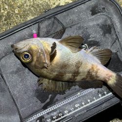 姫路メバリング｜短い時合いに好反応！