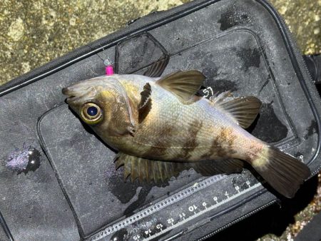 姫路メバリング｜短い時合いに好反応！