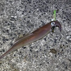 ヤリイカのウキ釣り｜大きな群れが入り遂に大爆釣！